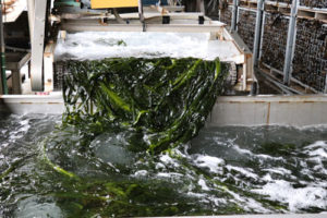 ワカメの加工風景